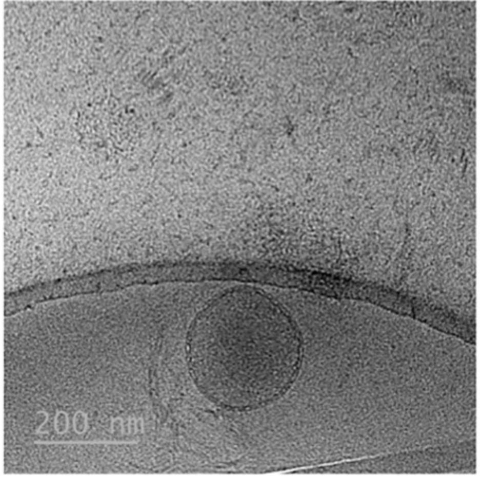 Cryo-TEM image of AELN vesicle